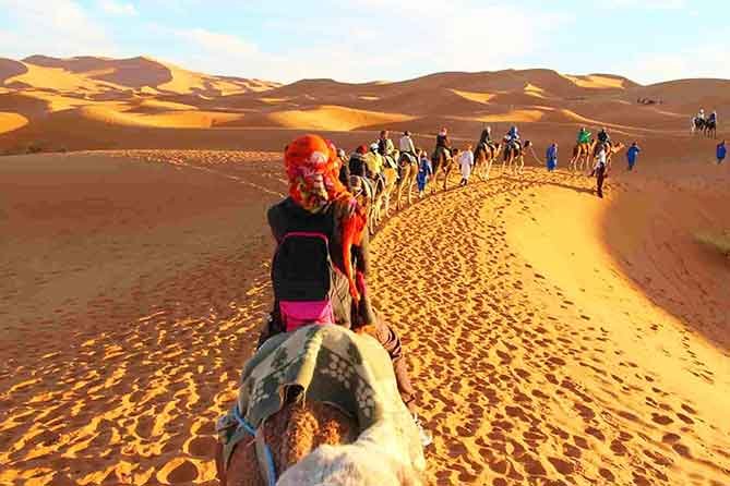 camels Sahara desert