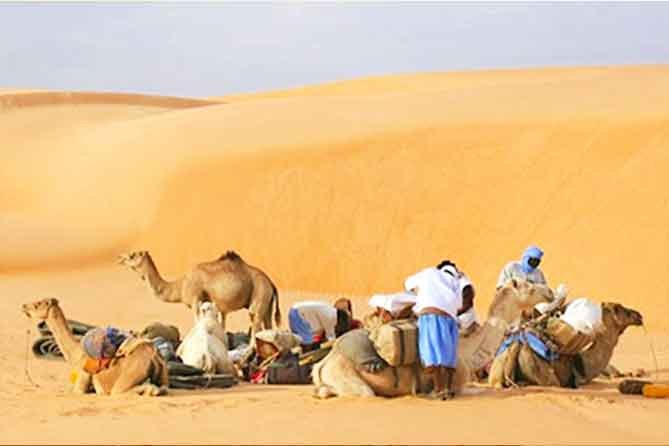 camels trekking sahara desert sea sand