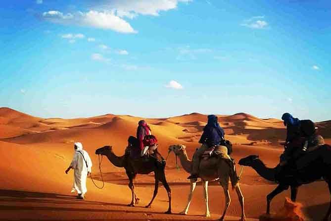 camels trekking sahara desert