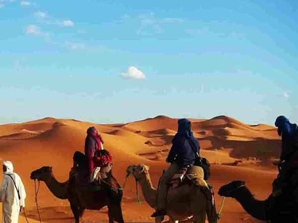 camels trekking Sahara desert