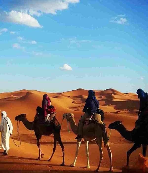 camels trekking Sahara desert