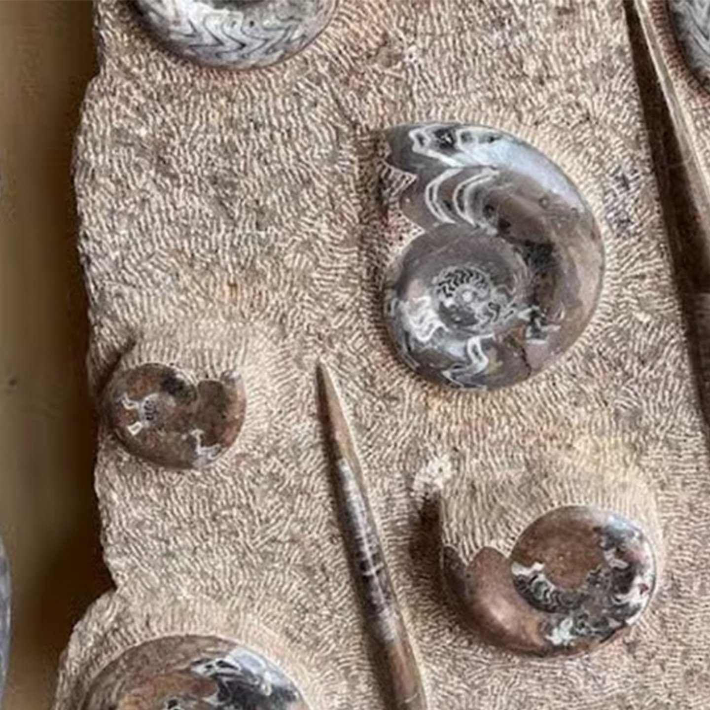 Prehistoric fossils found near Erfoud in the Merzouga region
